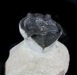Bargain Zlichovaspis Trilobite - Lghaft, Morocco #36848-3
